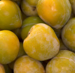 Sierra honey gold plums 1.59 kg