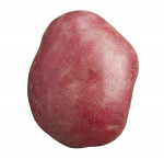 Red potatoes10.0 lb bag