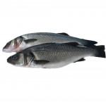 Sea bass (farmed)  avr.1.322 kg