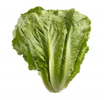 Romaine lettuce 