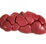 Beef kidney (avg. 0.559 kg)