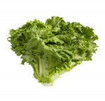 Green lf lettuce 
